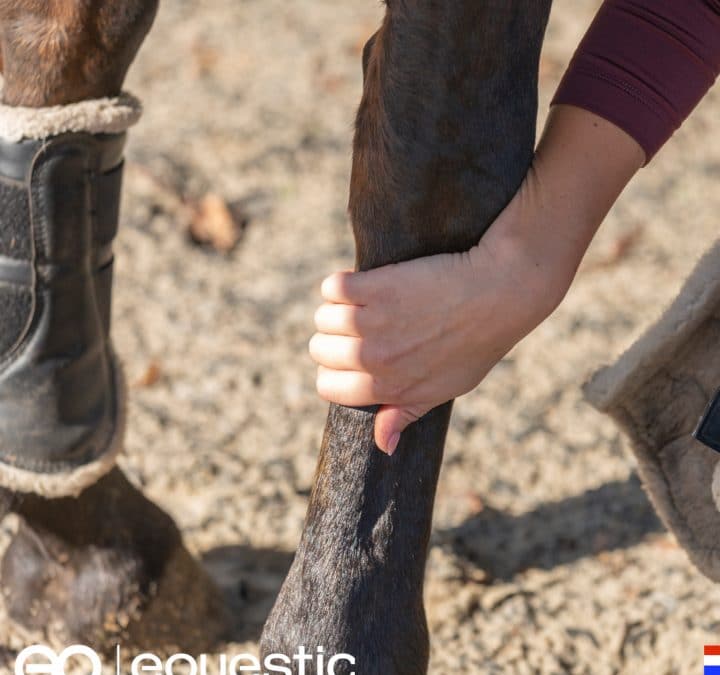 Woher weißt du, dass du dein Pferd in der Rehaphase richtig aufbaust?⁣