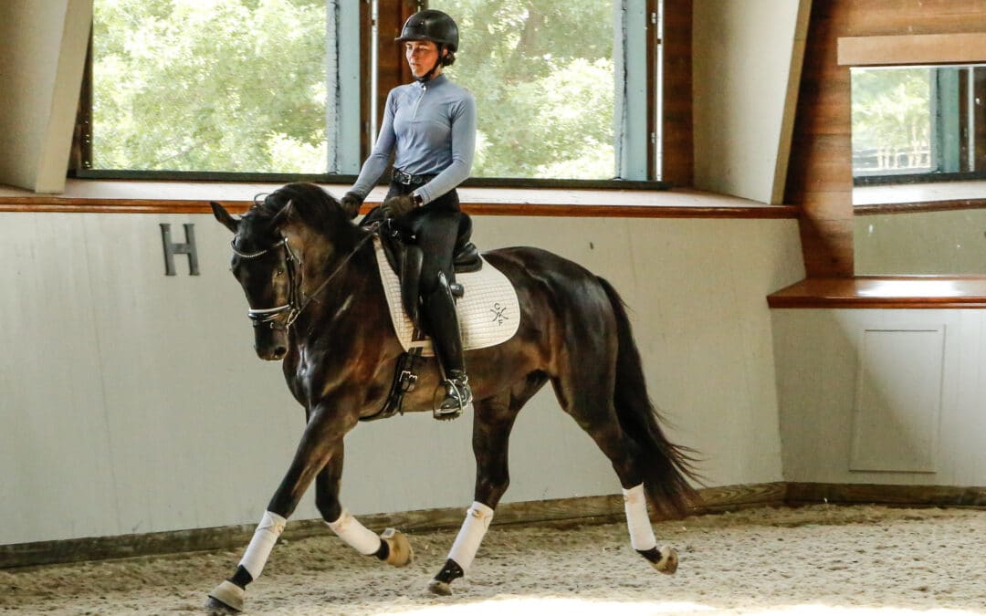 Train dressage horses effectively: confirm your feelings with data