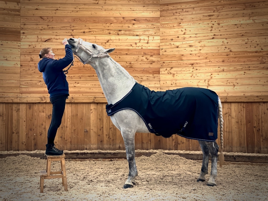 oefeningen aan de hand paard