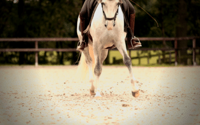 4 advanced exercises to straighten your horse