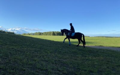 How to build topline on a horse: 5 exercises