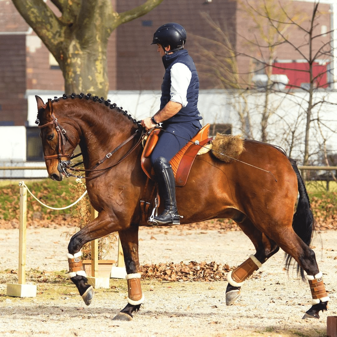 Nuno Avelar Working Equitation trainer, horse training, Lusitano