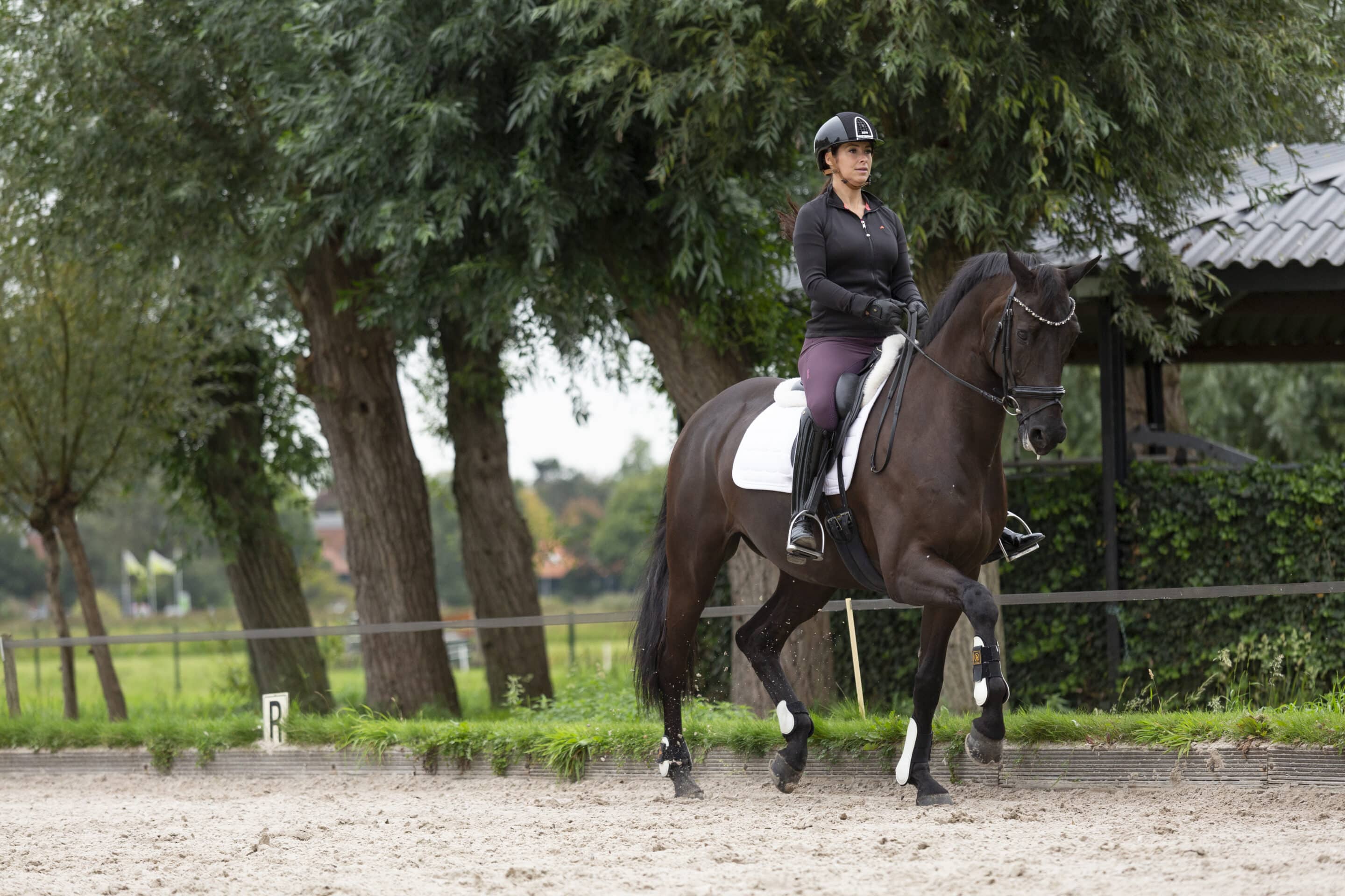 Dressage Independent Seat