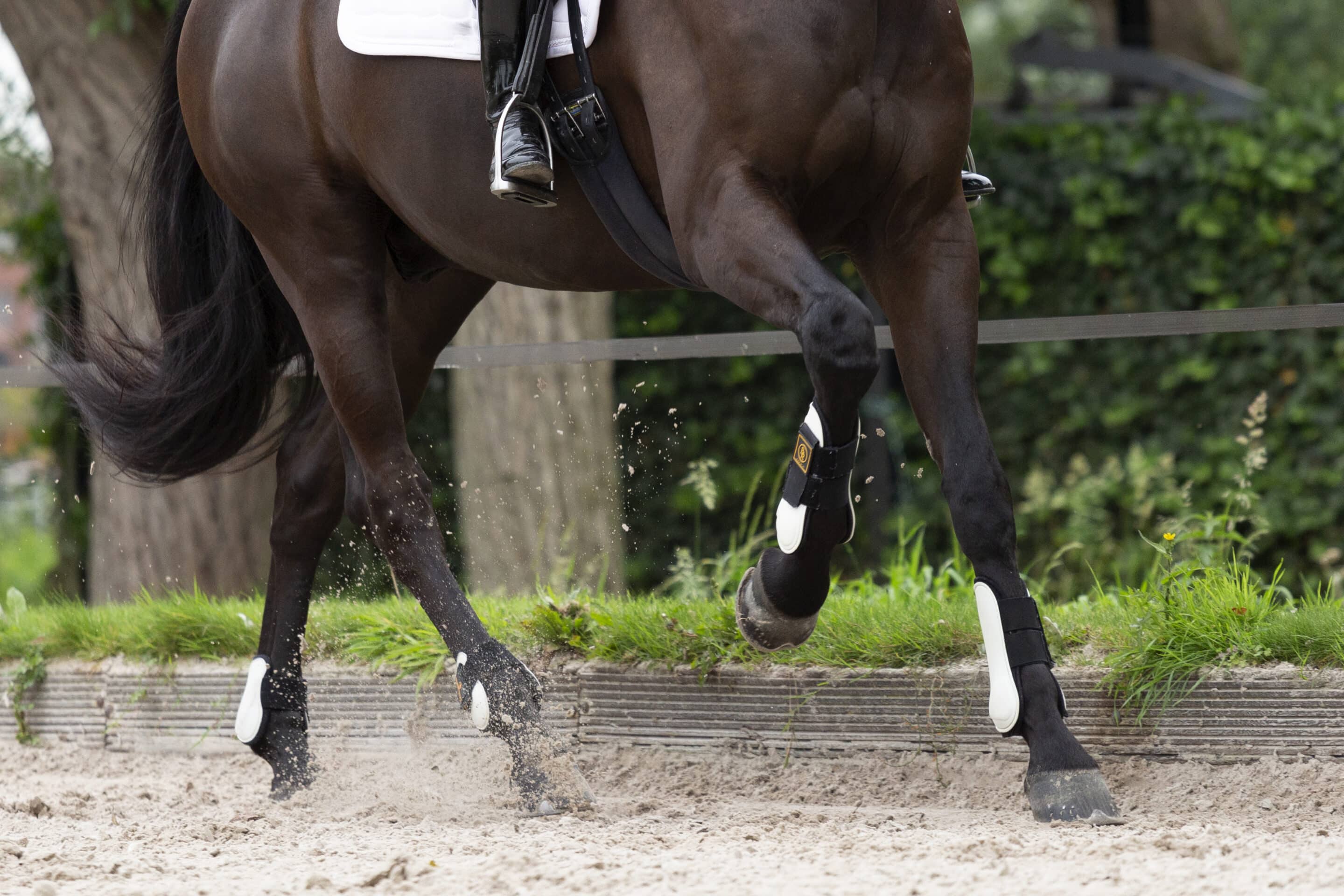 Dressage transition Timing