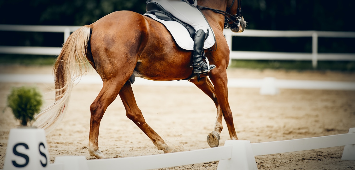 Horse performing an exercise focused on symmetry during bending