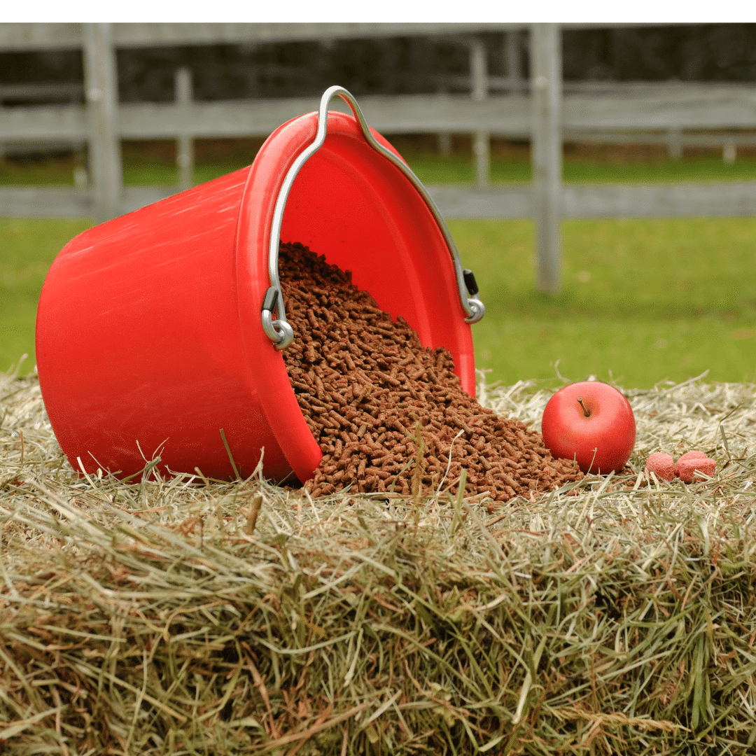 Feeding and fitness - Tracker Equestrian - SaddleClip
