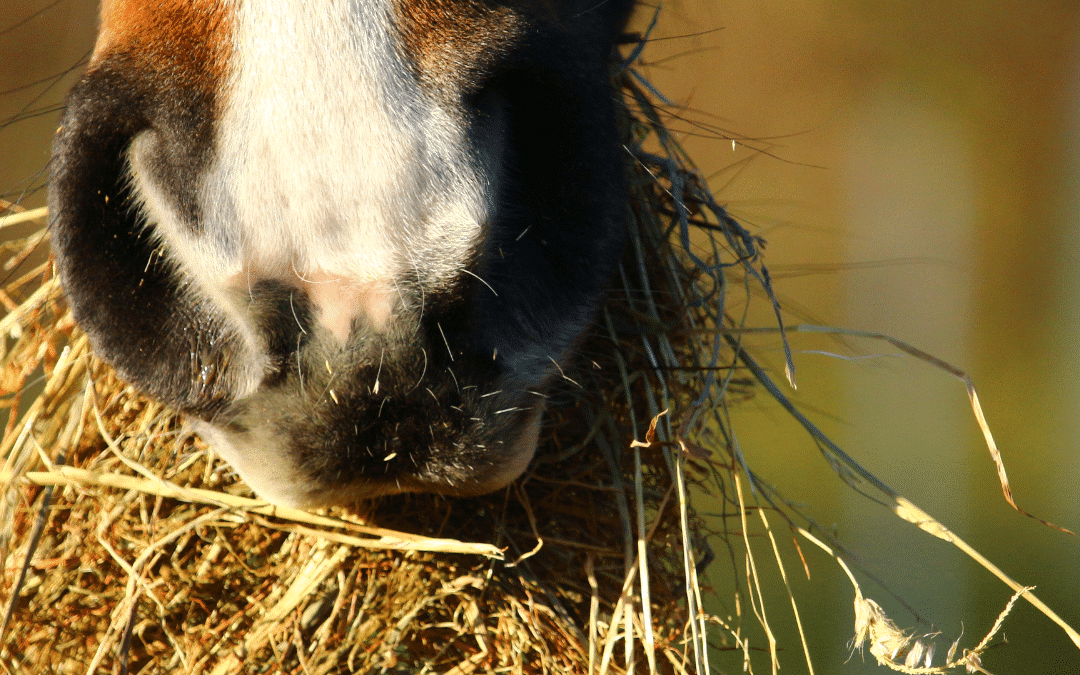 How Do You Balance Feeding and Fitness in Horses