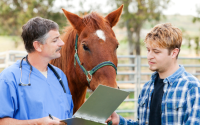 How to Prevent Horse Injuries and Improve Training