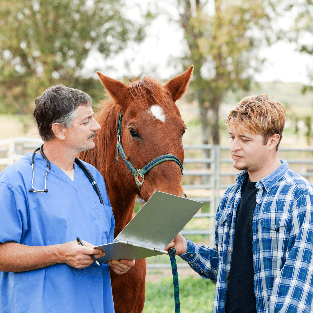 Vet check - horse welfare - Equestic