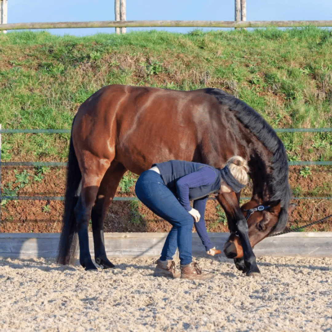 Rider performing carrot stretches to gently stretch her horse’s neck muscles, promoting flexibility and relaxation post-ride