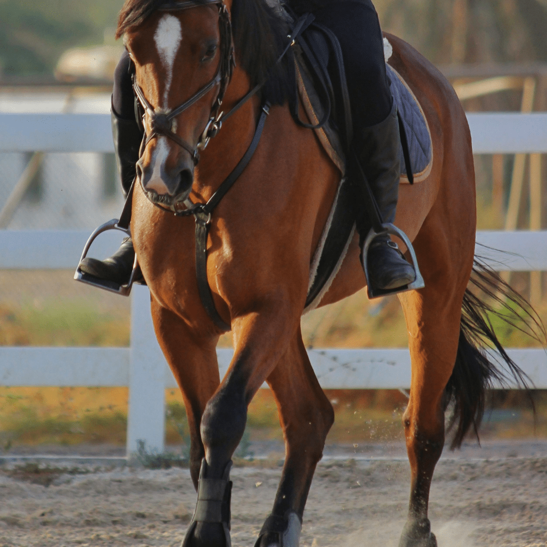 Horse being schooled working on straightness - Equestic