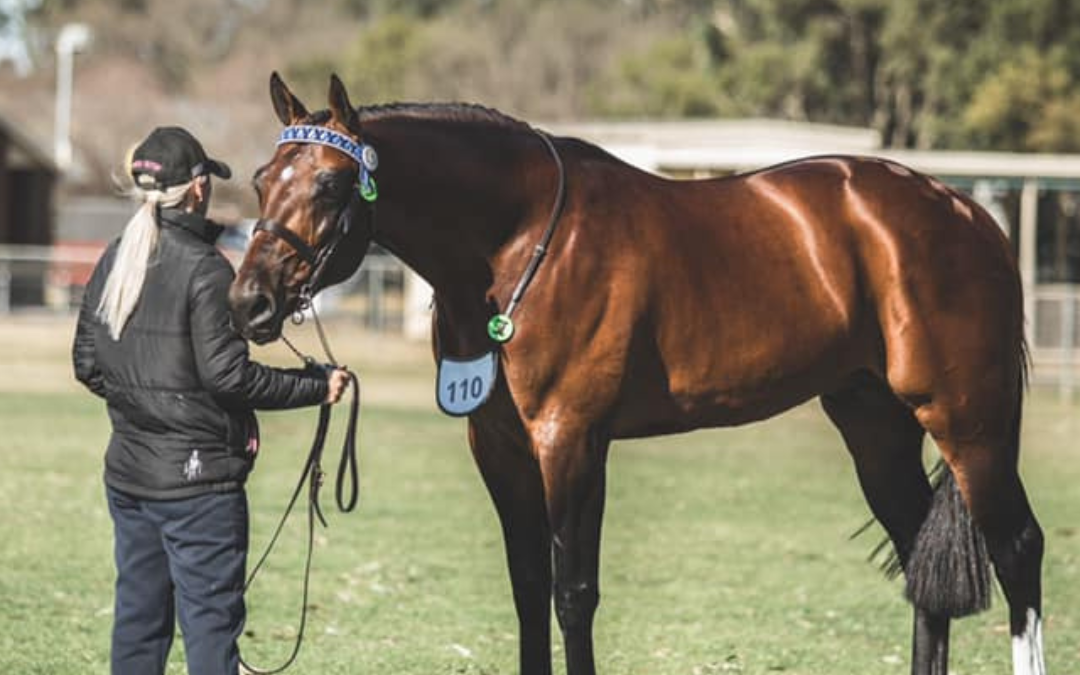 How to Tell If Your Horse Is Working Evenly – And Build Symmetrical Muscle Tone with the Equestic SaddleClip