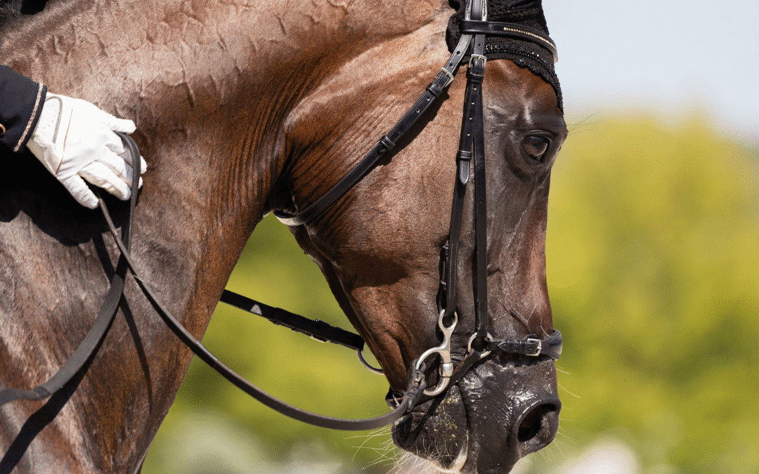 How to Build a Horse’s Topline: Proven Tips for Lasting Results