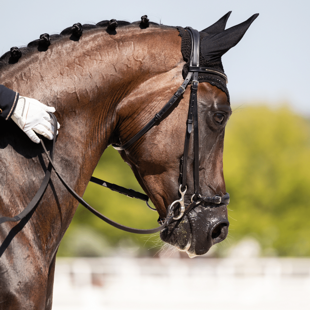 Horses's topline started from the poll, along the neck